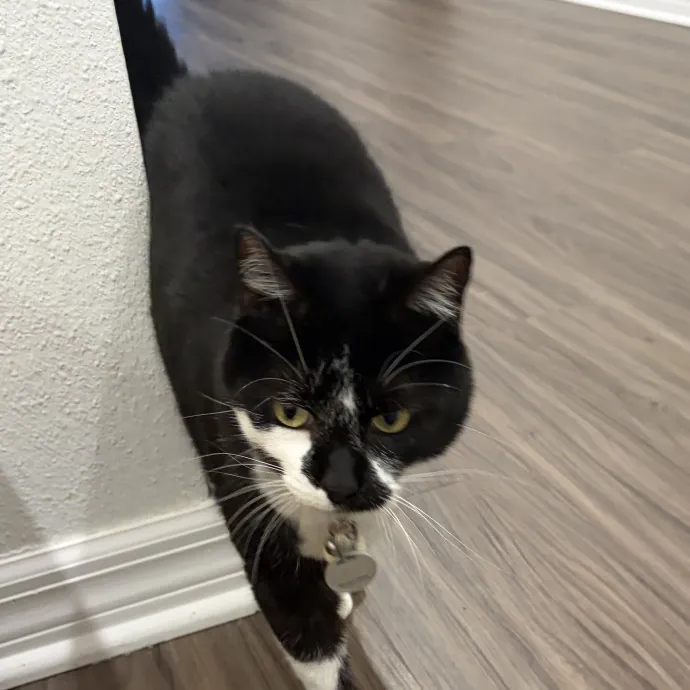 Patient Cat-Loving Sitter