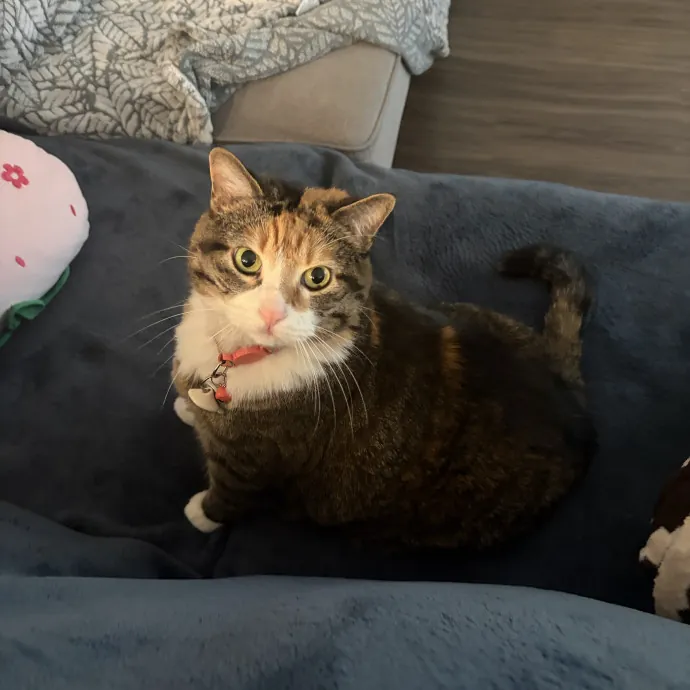 Patient Cat-Loving Sitter photo 4