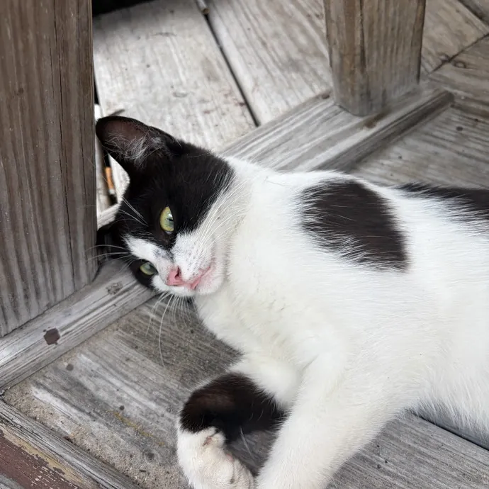 Patient Cat-Loving Sitter photo 3