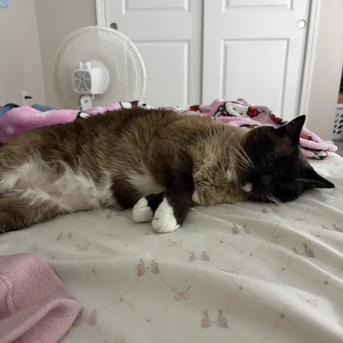 Patient Cat-Loving Sitter photo 2