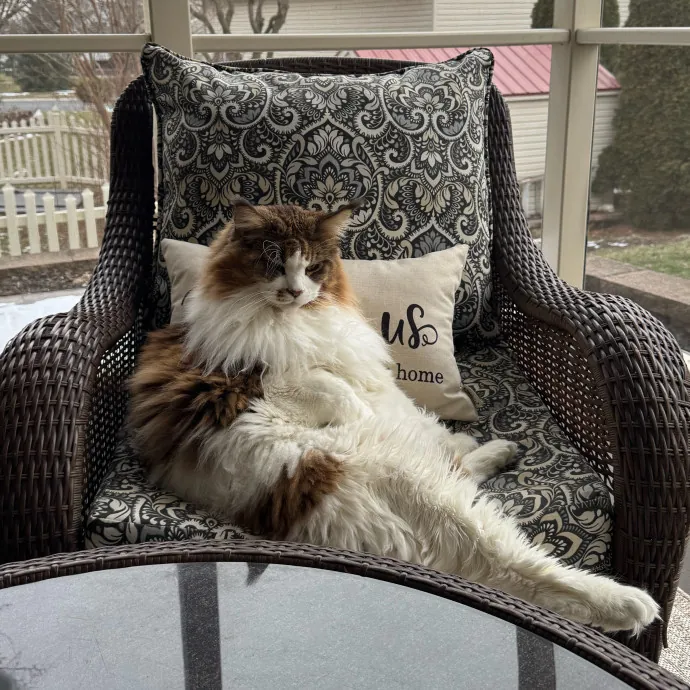 Reliable Cat Sitter  Loving Care