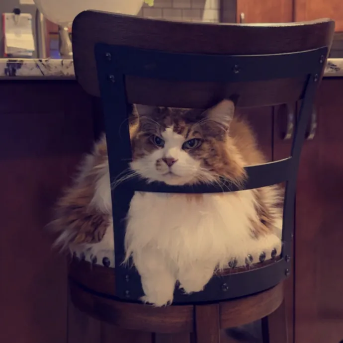 Reliable Cat Sitter  Loving Care