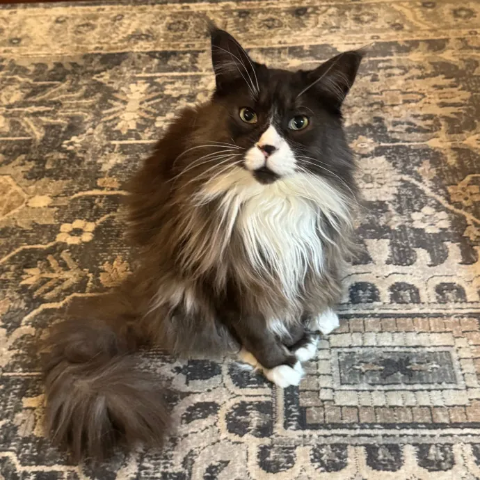 Reliable Cat Sitter  Loving Care