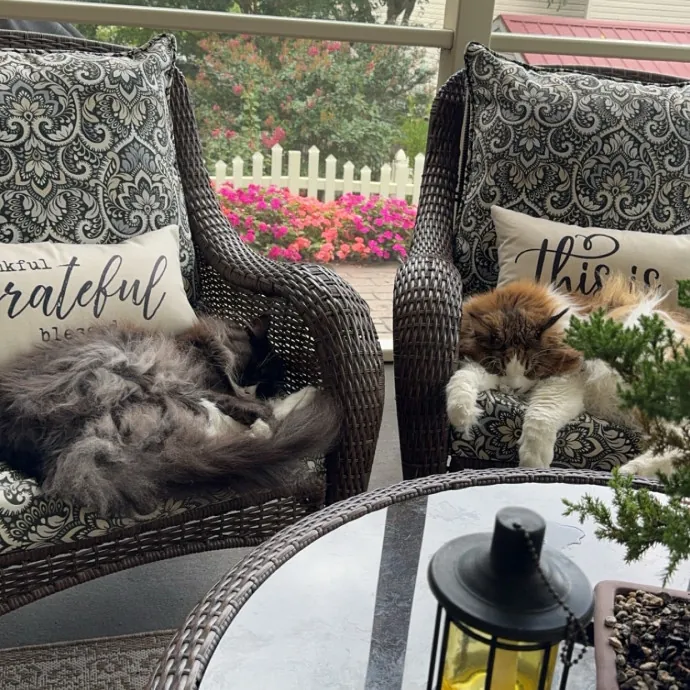 Reliable Cat Sitter  Loving Care