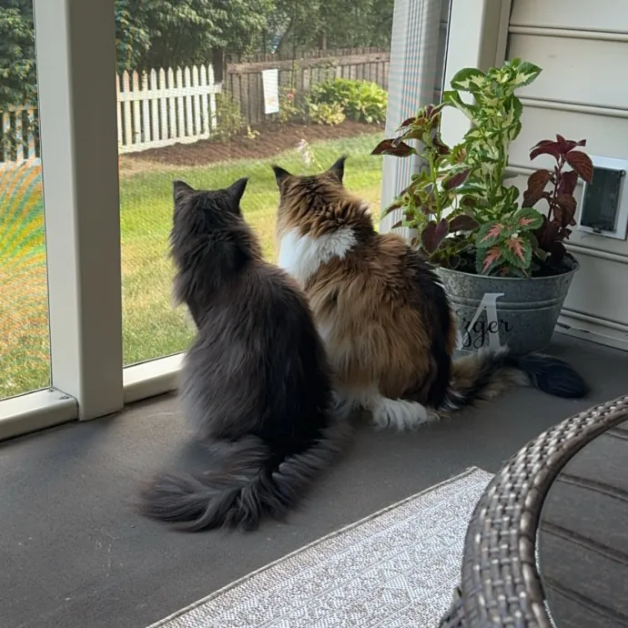 Reliable Cat Sitter  Loving Care
