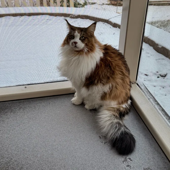 Reliable Cat Sitter  Loving Care