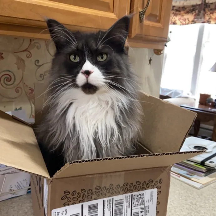 Reliable Cat Sitter  Loving Care photo 4