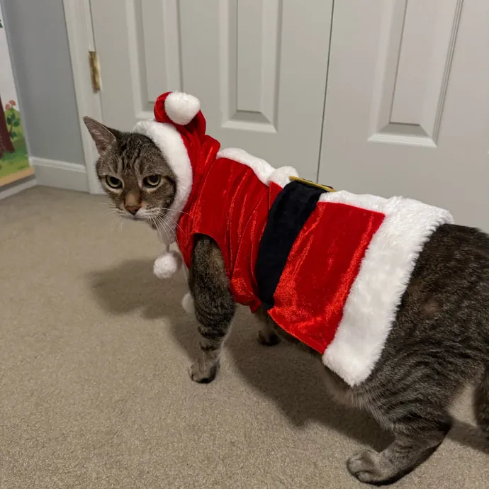 Reliable Cat Sitter  Loving Care photo 3