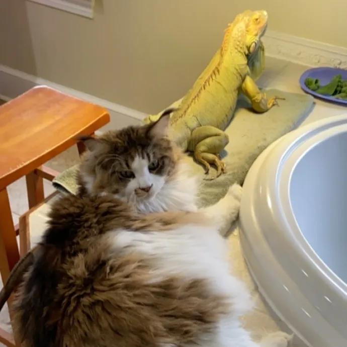 Reliable Cat Sitter  Loving Care photo 2