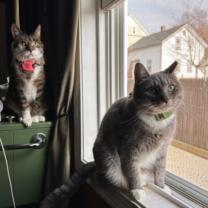 Care For Meow And Later