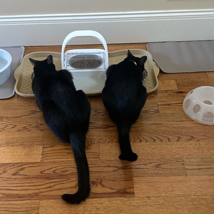 Care For Meow And Later