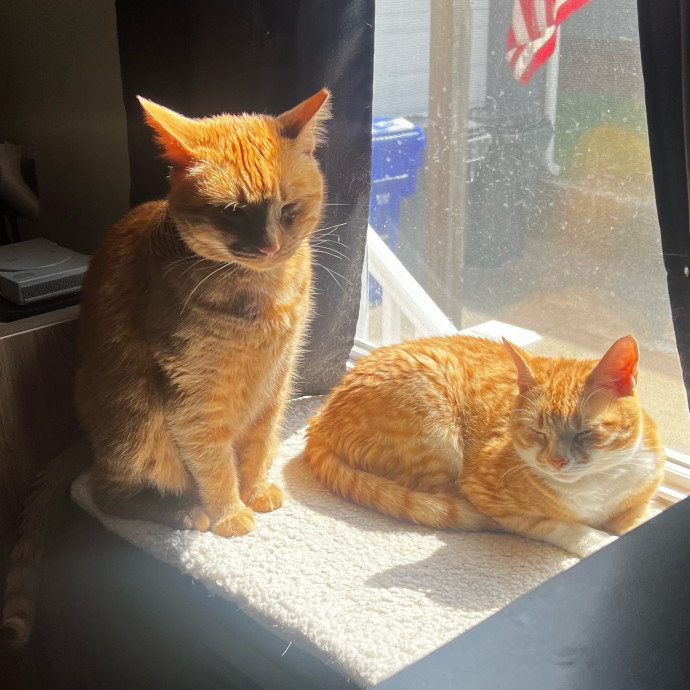 Care For Meow And Later