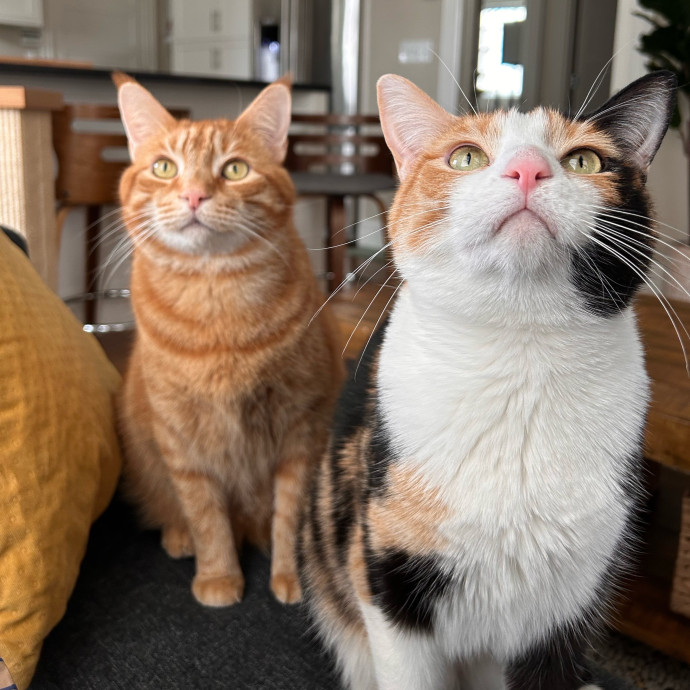 Care For Meow And Later