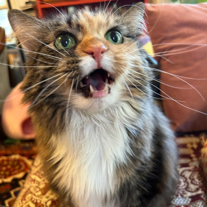 Care For Meow And Later