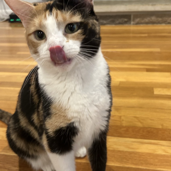 Care For Meow And Later