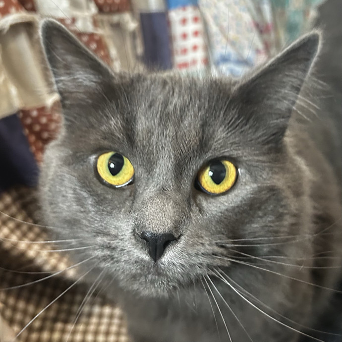 Care For Meow And Later
