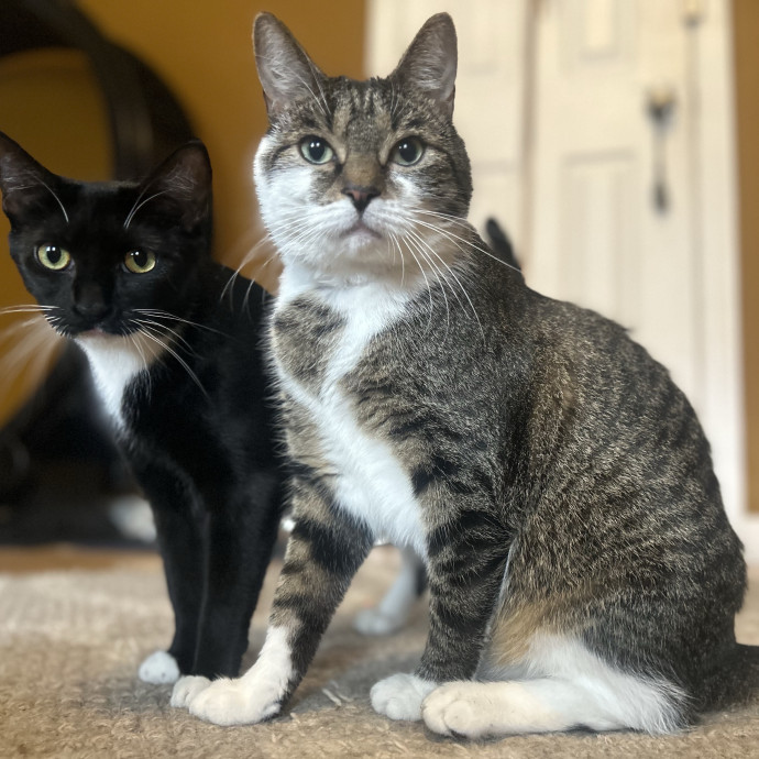 Care For Meow And Later