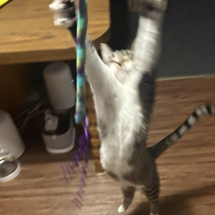 Care For Meow And Later