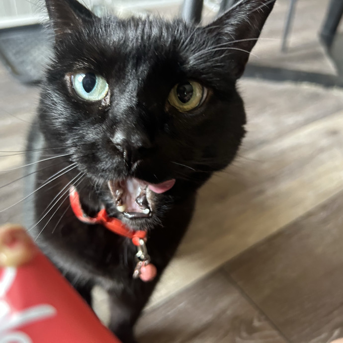 Care For Meow And Later