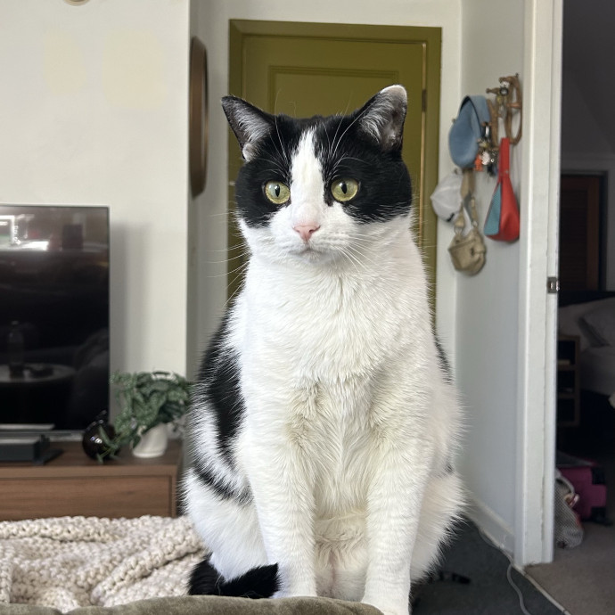Care For Meow And Later