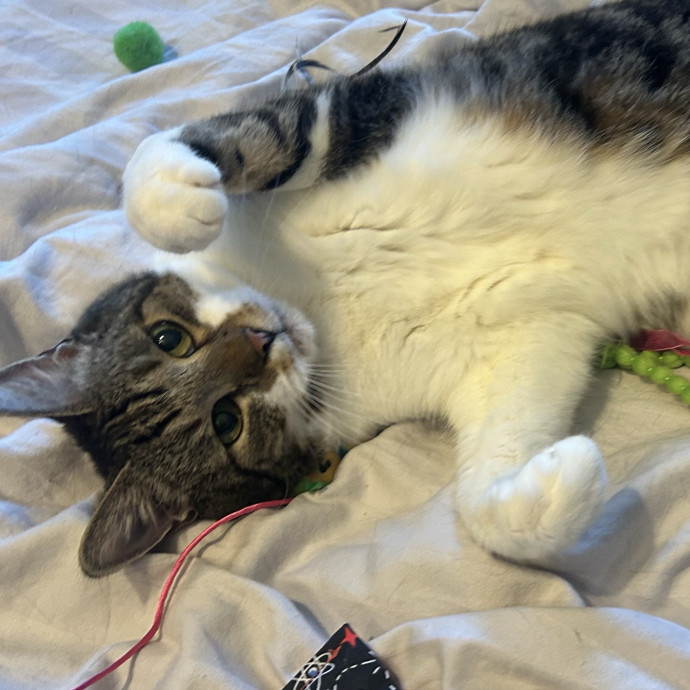 Care For Meow And Later