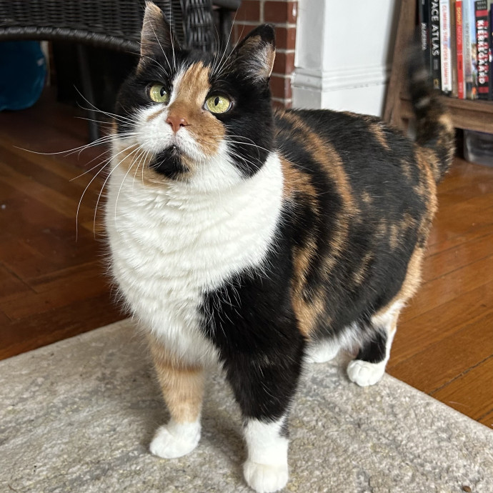 Care For Meow And Later photo 2
