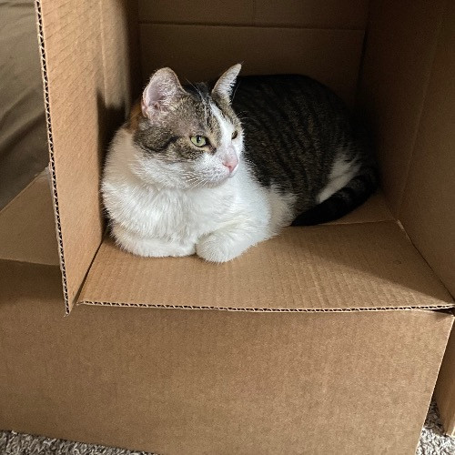 Purrr-Fect Care While You're Away