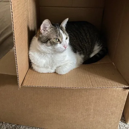 Purrr-Fect Care While You're Away