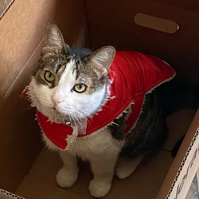 Purrr-Fect Care While You're Away