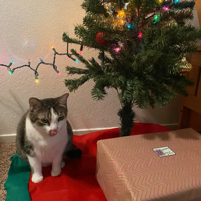 Purrr-Fect Care While You're Away