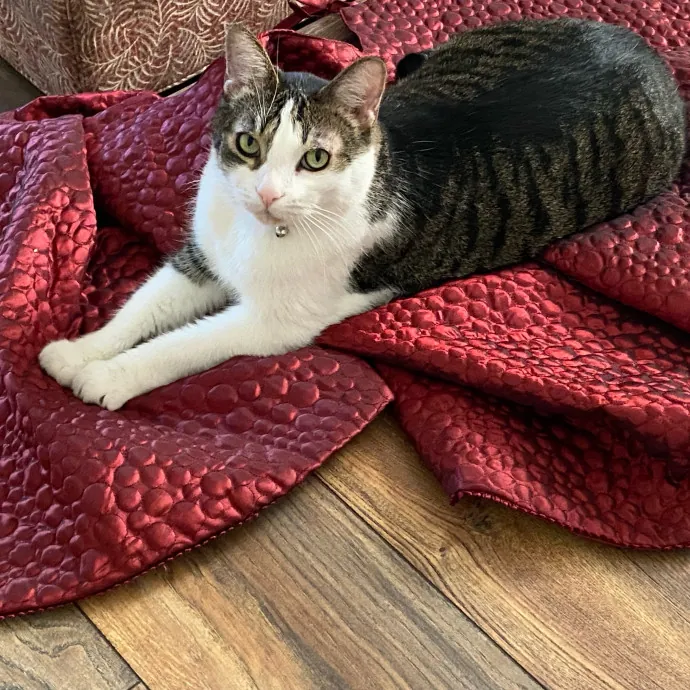 Purrr-Fect Care While You're Away