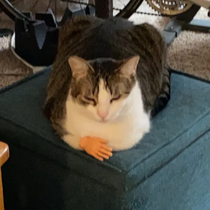 Purrr-Fect Care While You're Away