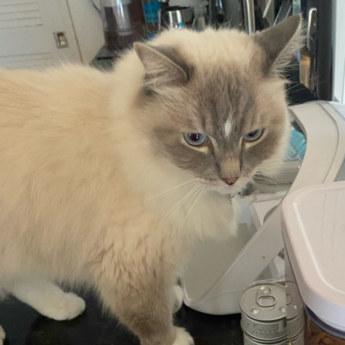 Purrr-Fect Care While You're Away