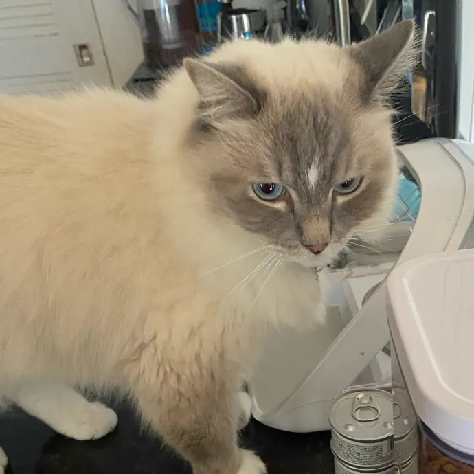 Purrr-Fect Care While You're Away