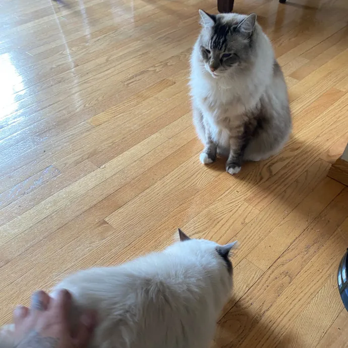 Purrr-Fect Care While You're Away