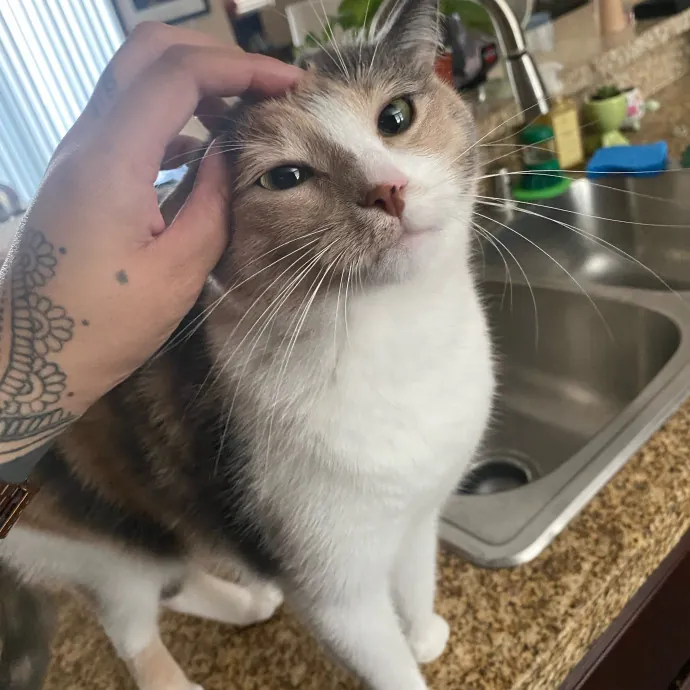 Purrr-Fect Care While You're Away