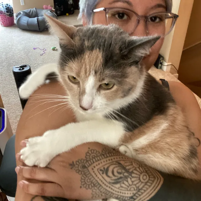 Purrr-Fect Care While You're Away