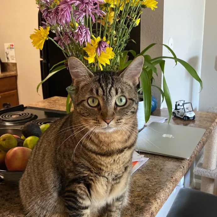 Purrr-Fect Care While You're Away