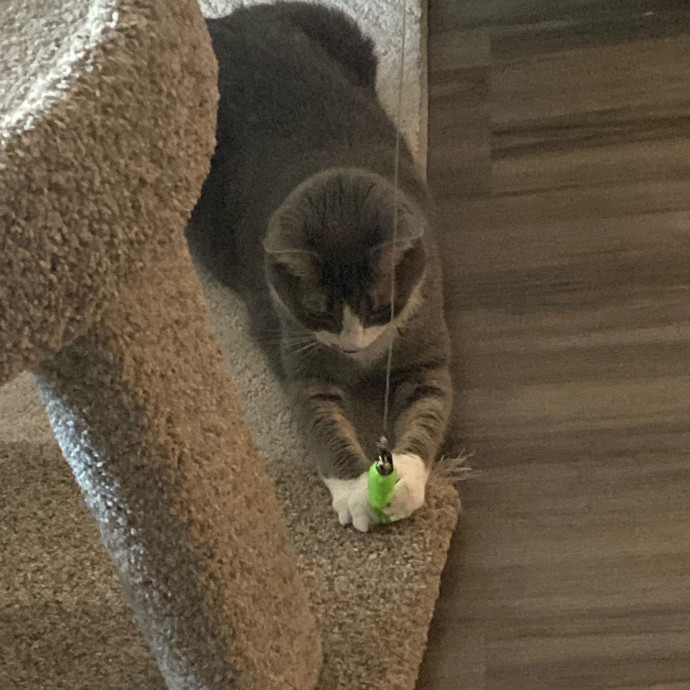 Purrr-Fect Care While You're Away