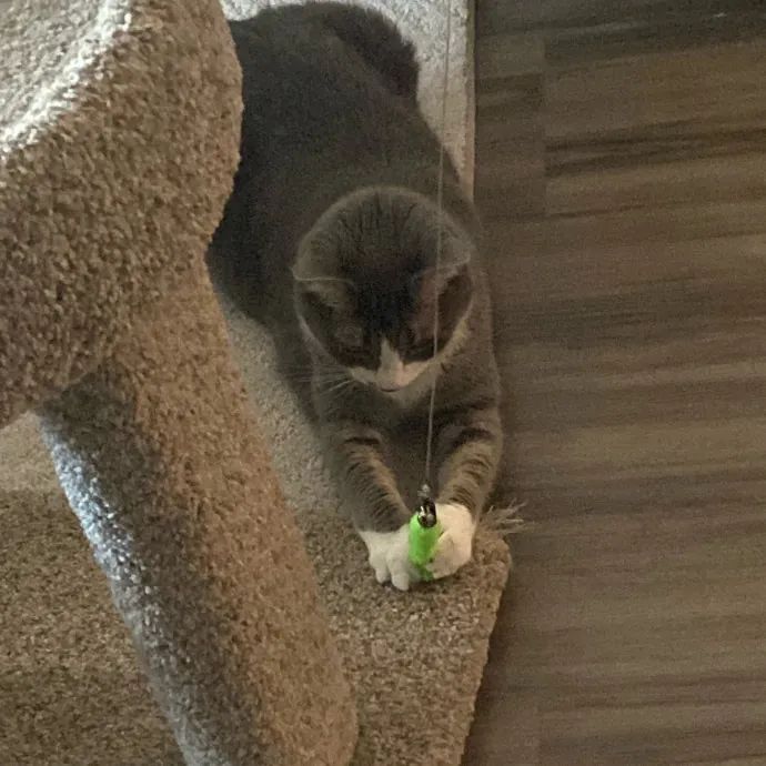 Purrr-Fect Care While You're Away