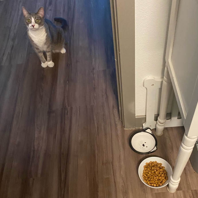 Purrr-Fect Care While You're Away