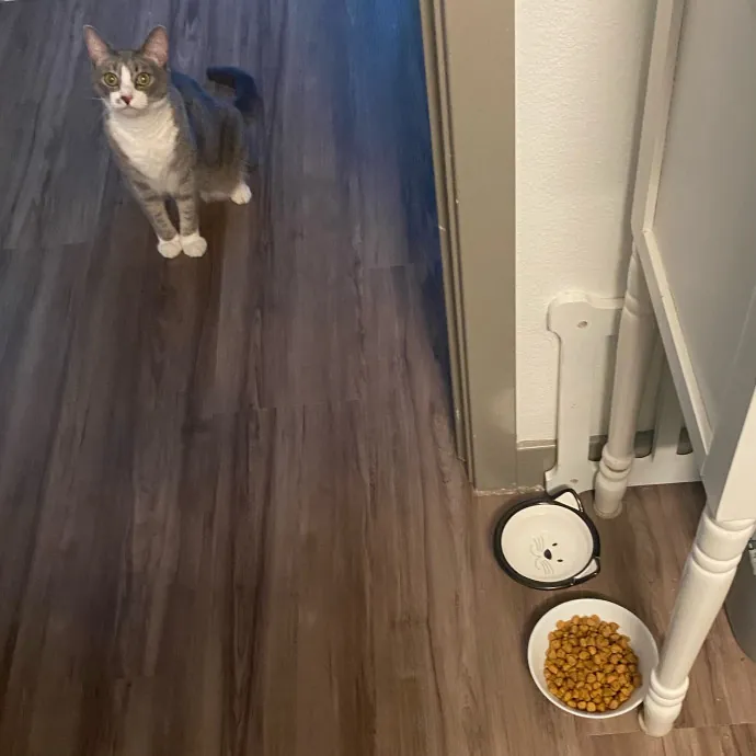 Purrr-Fect Care While You're Away