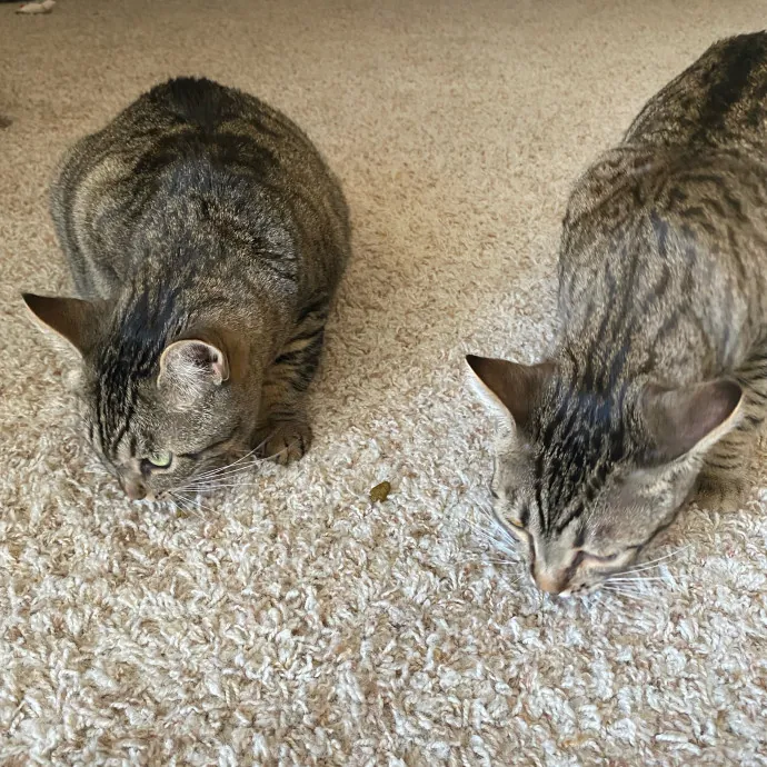 Purrr-Fect Care While You're Away