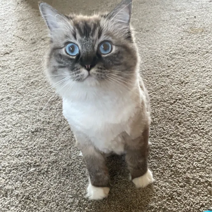 Purrr-Fect Care While You're Away