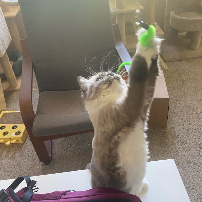 Purrr-Fect Care While You're Away
