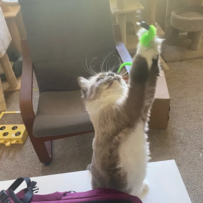 Purrr-Fect Care While You're Away