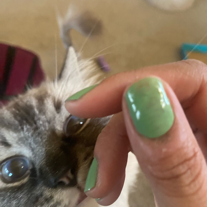 Purrr-Fect Care While You're Away