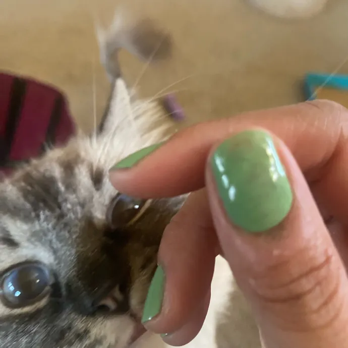 Purrr-Fect Care While You're Away