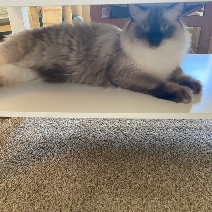 Purrr-Fect Care While You're Away