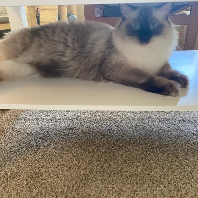 Purrr-Fect Care While You're Away